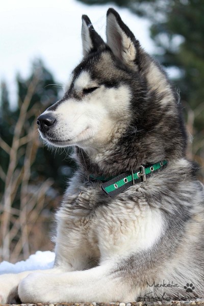 husky