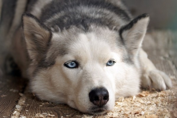 pip.husky